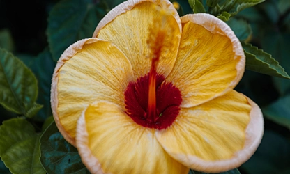 Hibiscus flowers gallery 16