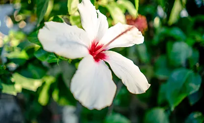 Hibiscus flowers gallery 2