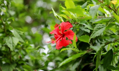 Hibiscus flowers gallery 9