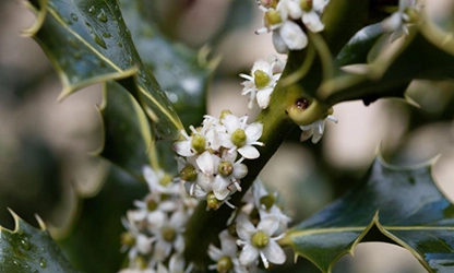 Holly flowers gallery 13