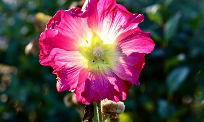 Hollyhock flowers gallery 12