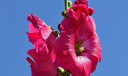 Hollyhock flowers gallery 13