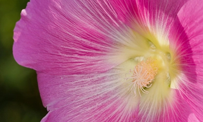 Hollyhock flowers gallery 14