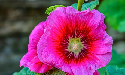 Hollyhock flowers gallery 17