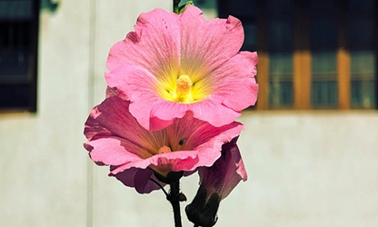 Hollyhock flowers gallery 19
