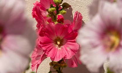 Hollyhock flowers gallery 7