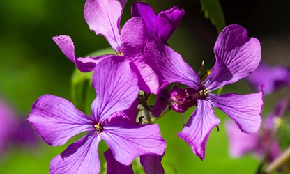 Honesty flowers featured