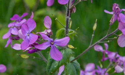 Honesty flowers gallery 12