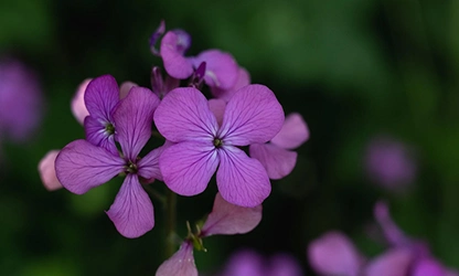Honesty flowers gallery 13