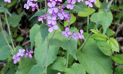 Honesty flowers gallery 14