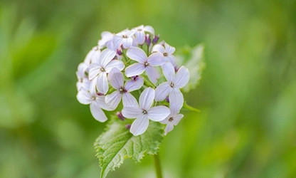 Honesty flowers gallery 18