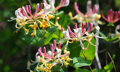 Honeysuckle flowers featured