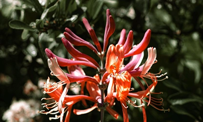 Honeysuckle flowers gallery 10