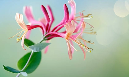 Honeysuckle flowers gallery 2