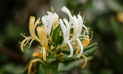 Honeysuckle flowers gallery 5
