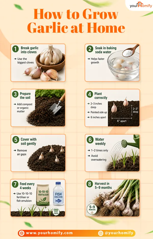 how to grow garlic
