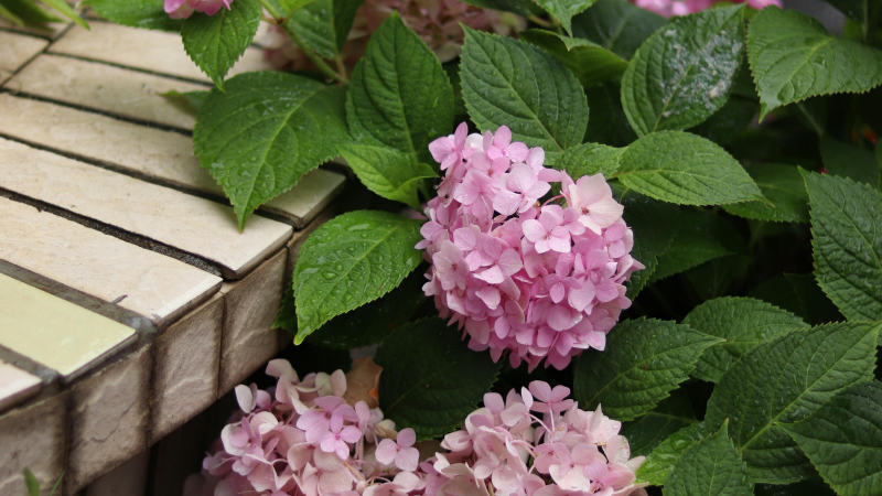 hydrangea Flowers Featured Image