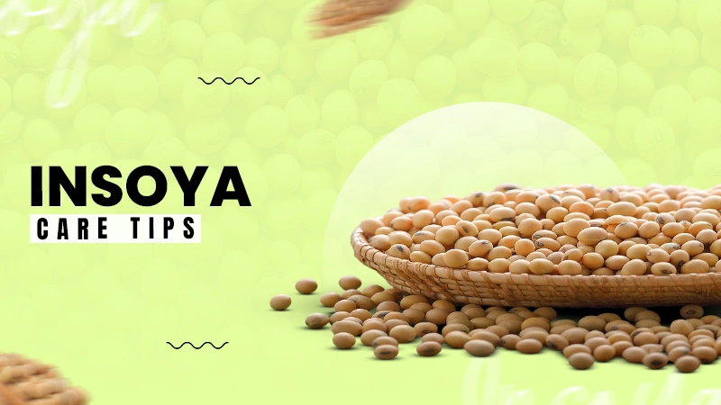 insoya plant guide