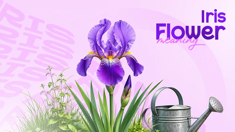 iris flower