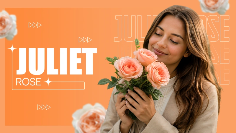 juliet rose