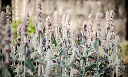 Lamb's Ear flowers gallery 1