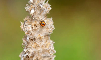 Lamb's Ear flowers gallery 11