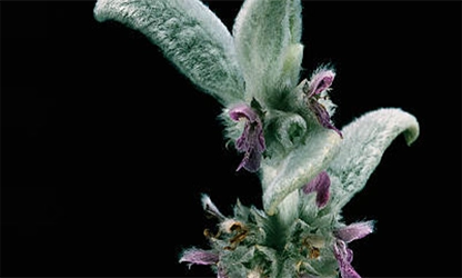 Lamb's Ear flowers gallery 8