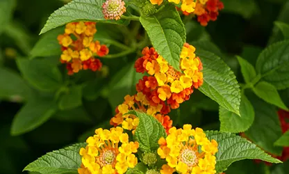 Lantana flowers featured