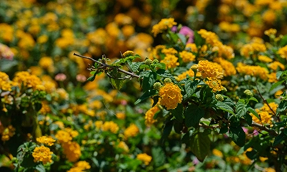Lantana flowers gallery 1
