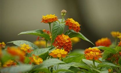 Lantana flowers gallery 3
