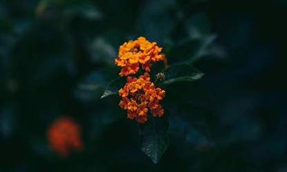 Lantana flowers gallery 4