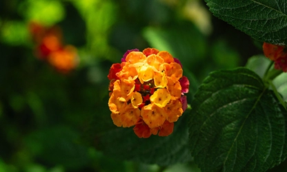 Lantana flowers gallery 6