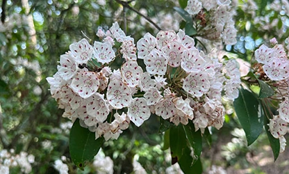 laurel flowers featured