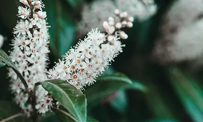 laurel flowers gallery 1