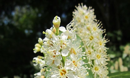 laurel flowers gallery 8