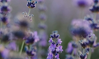 Lavender flowers gallery 15