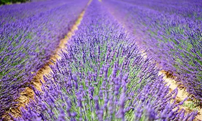 Lavender flowers gallery 4
