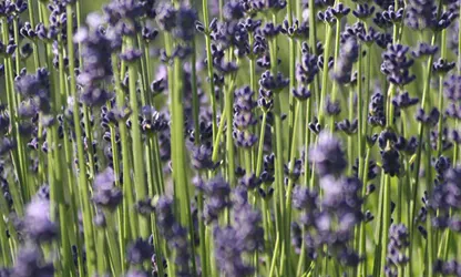 Lavender flowers gallery 9