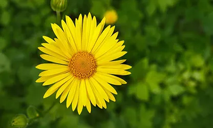 Leopard Bane flowers gallery 10