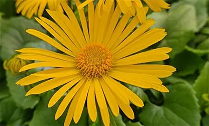 Leopard Bane flowers gallery 15