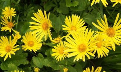 Leopard Bane flowers gallery 6
