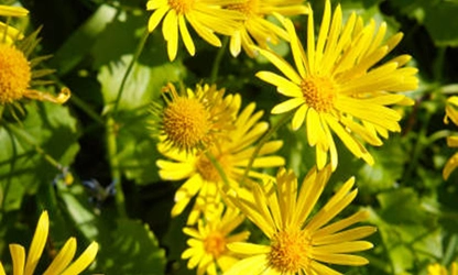 Leopard Bane flowers gallery 7
