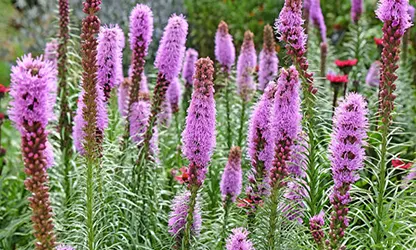 Liatris flowers gallery 1