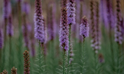 Liatris flowers gallery 10