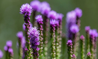 Liatris flowers gallery 3