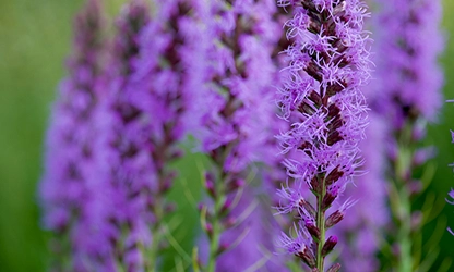 Liatris flowers gallery 4