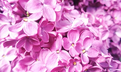 Lilac flowers gallery 10