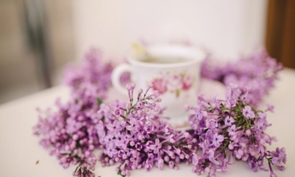 Lilac flowers gallery 13