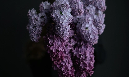 Lilac flowers gallery 17