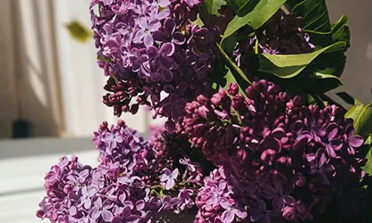 Lilac flowers gallery 2